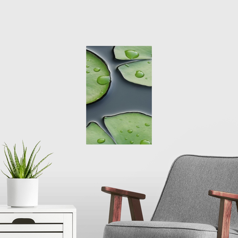 A modern room featuring Photograph taken closely of lily pads with large water droplets on them as they sit on the surfac...