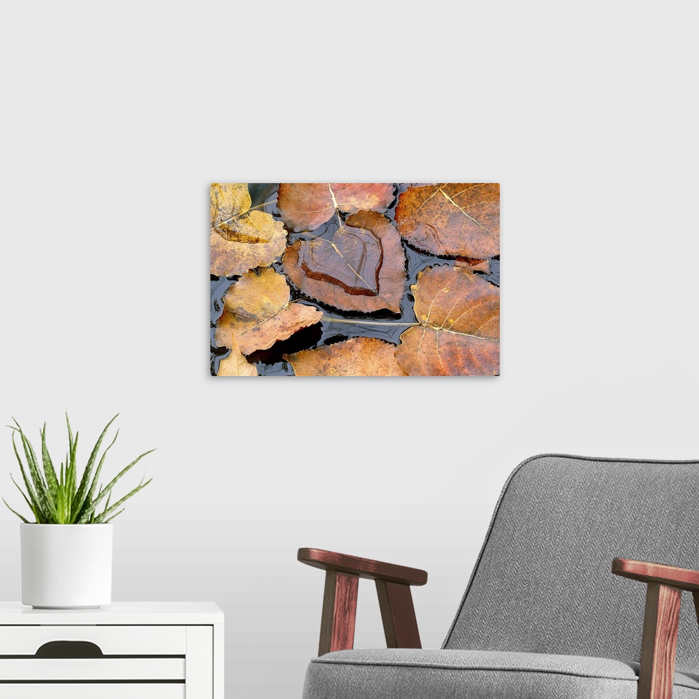 A modern room featuring Large photograph focuses on a few Fall leaves sitting quietly on the top of a body of water.