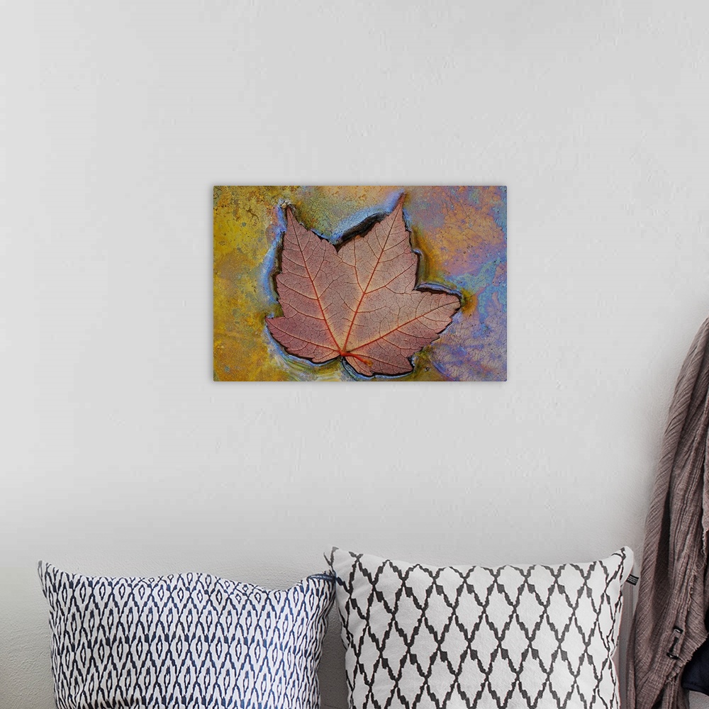 A bohemian room featuring Canvas image of a leaf floating in swampy water.