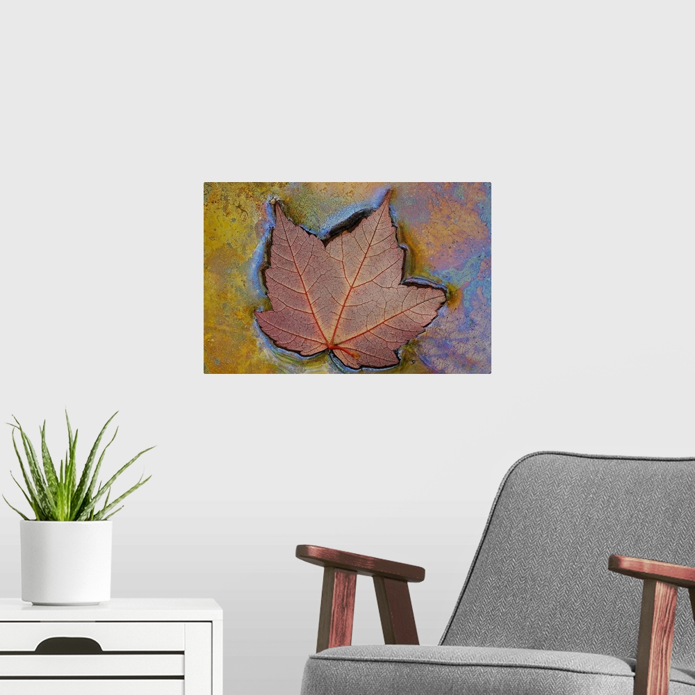 A modern room featuring Canvas image of a leaf floating in swampy water.
