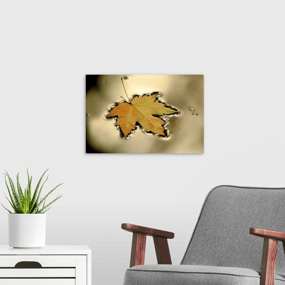 A modern room featuring This horizontal photograph captures a still moment of nature in this wall art for the home or off...