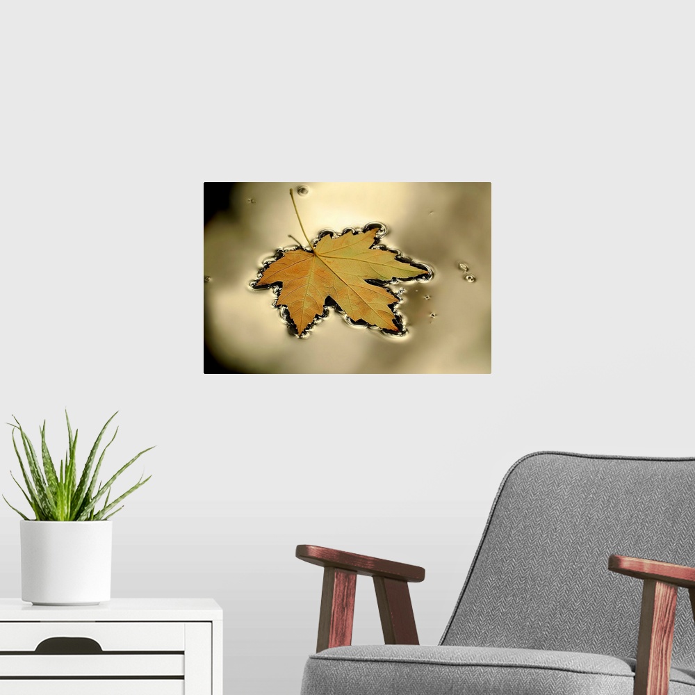 A modern room featuring This horizontal photograph captures a still moment of nature in this wall art for the home or off...