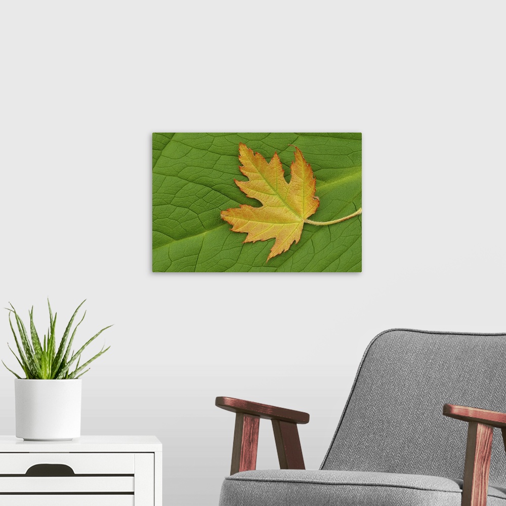 A modern room featuring Maple on a Green Giant