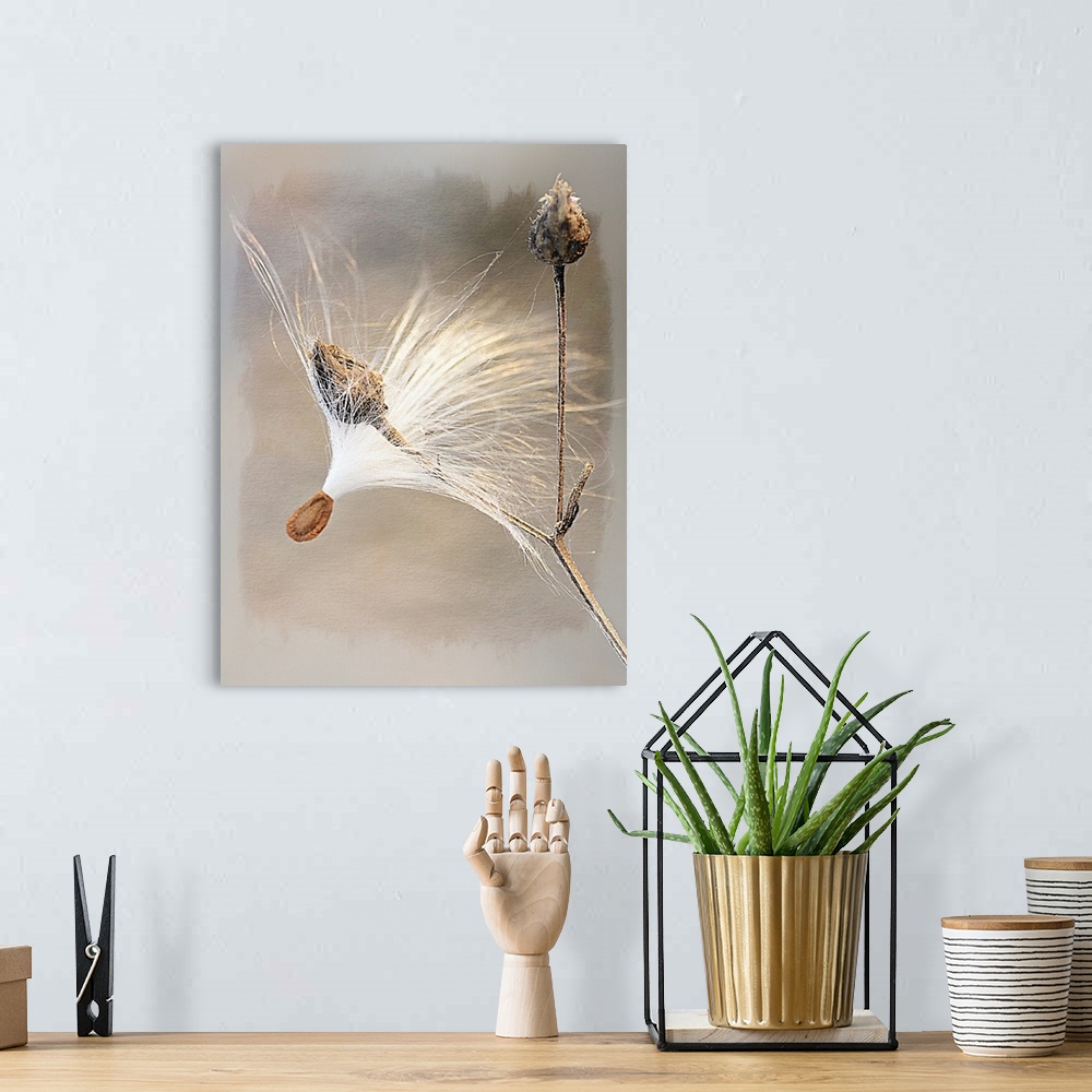 A bohemian room featuring Close-up photograph of a milkweed seedhead.