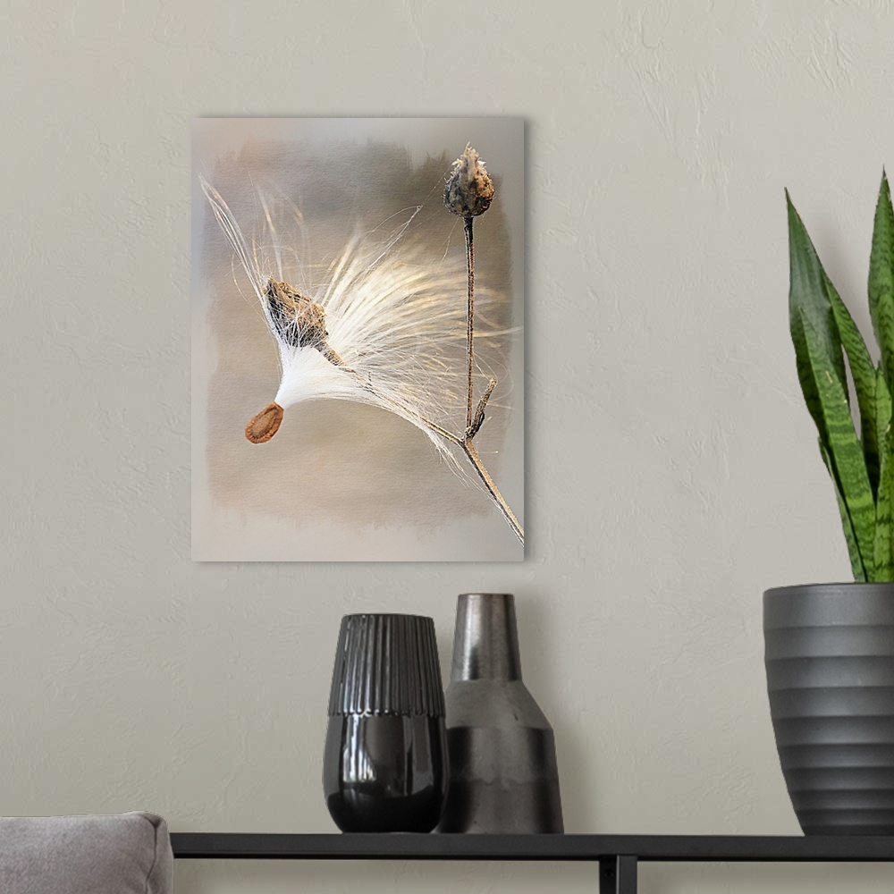 A modern room featuring Close-up photograph of a milkweed seedhead.
