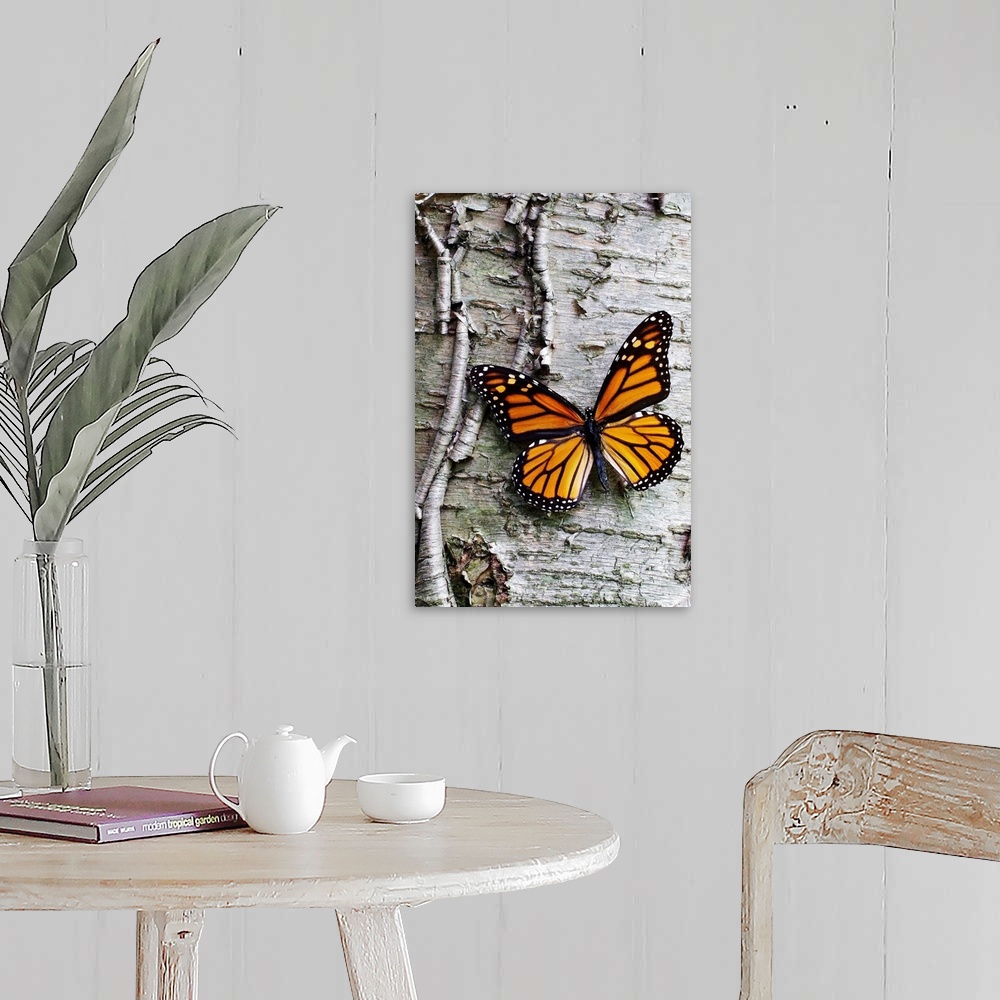 A farmhouse room featuring Giant photograph showcases a lone butterfly sitting against the roughly textured bark of a tree.