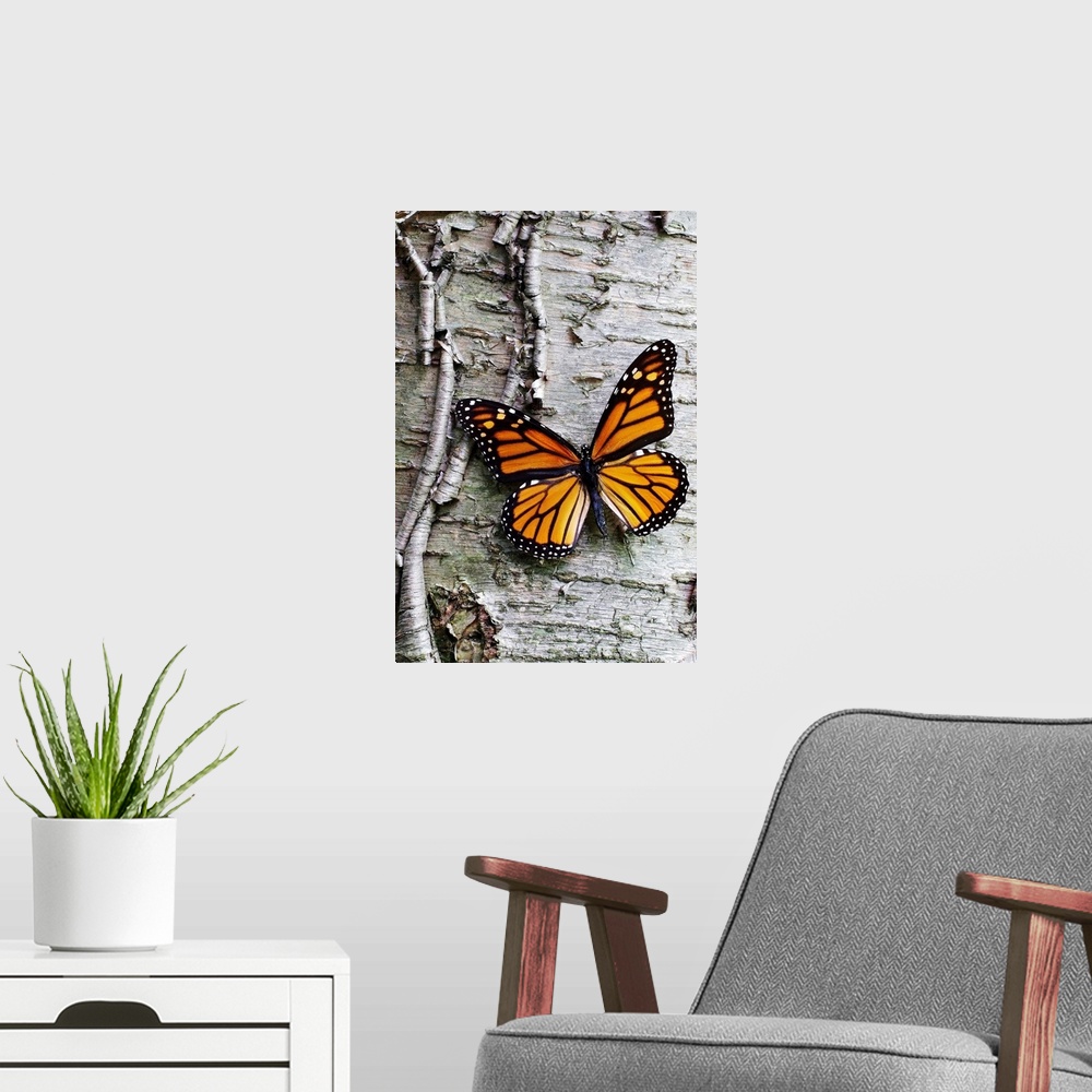 A modern room featuring Giant photograph showcases a lone butterfly sitting against the roughly textured bark of a tree.