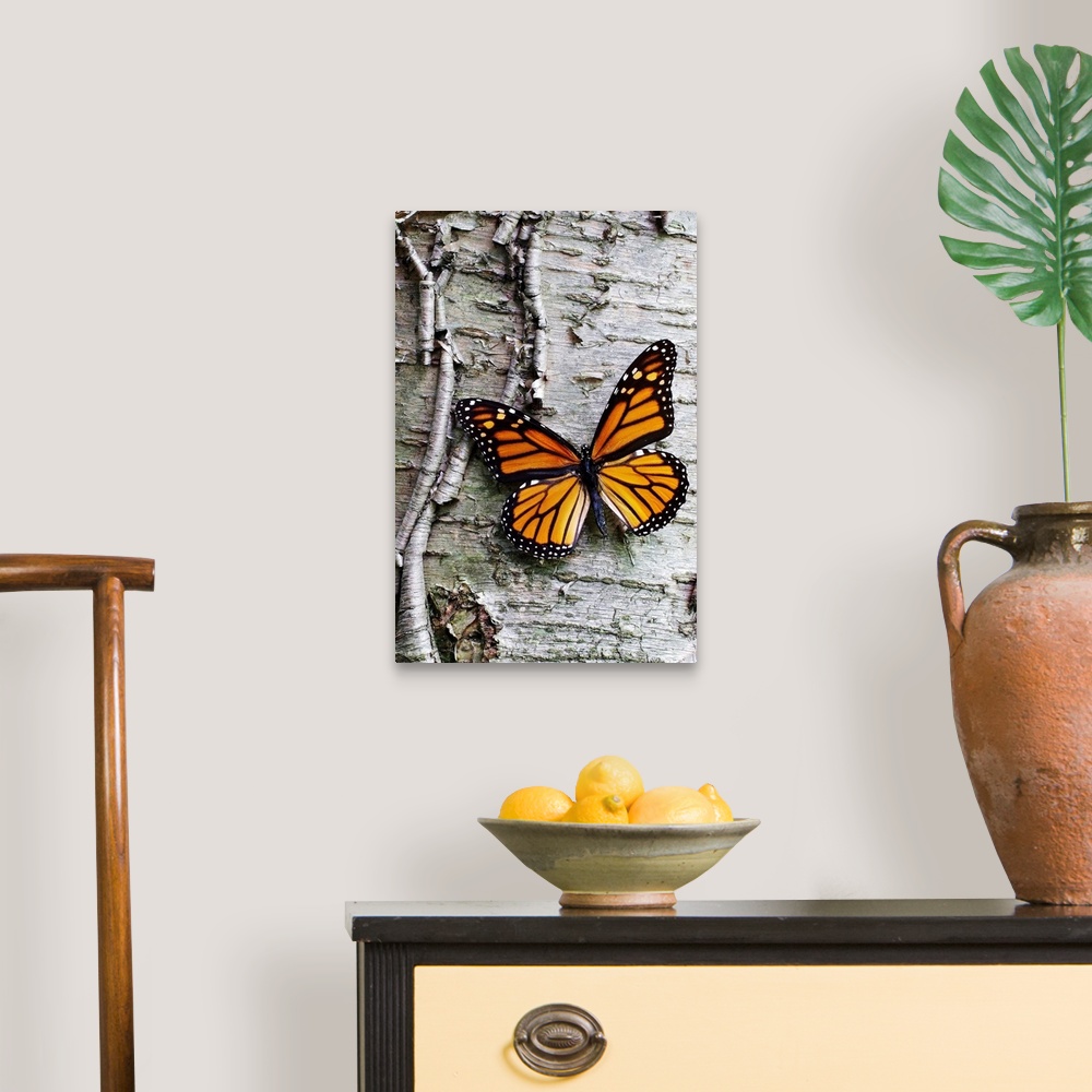 A traditional room featuring Giant photograph showcases a lone butterfly sitting against the roughly textured bark of a tree.