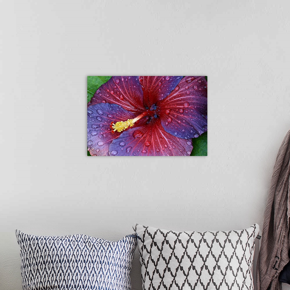A bohemian room featuring Close up view of a red and purple hibiscus flower covered in dew drops.