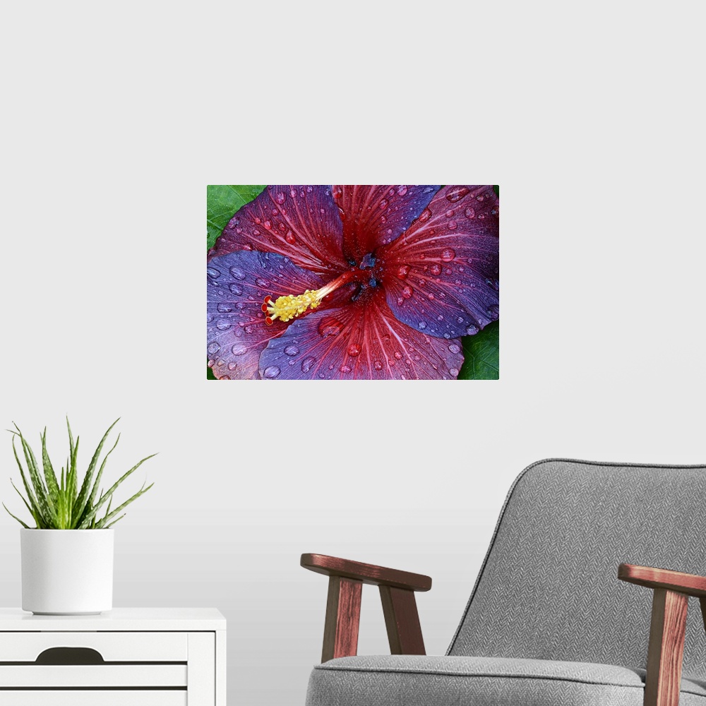 A modern room featuring Close up view of a red and purple hibiscus flower covered in dew drops.