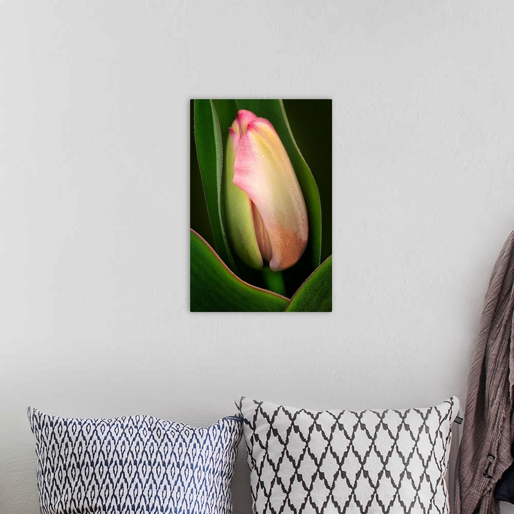 A bohemian room featuring New Tulip