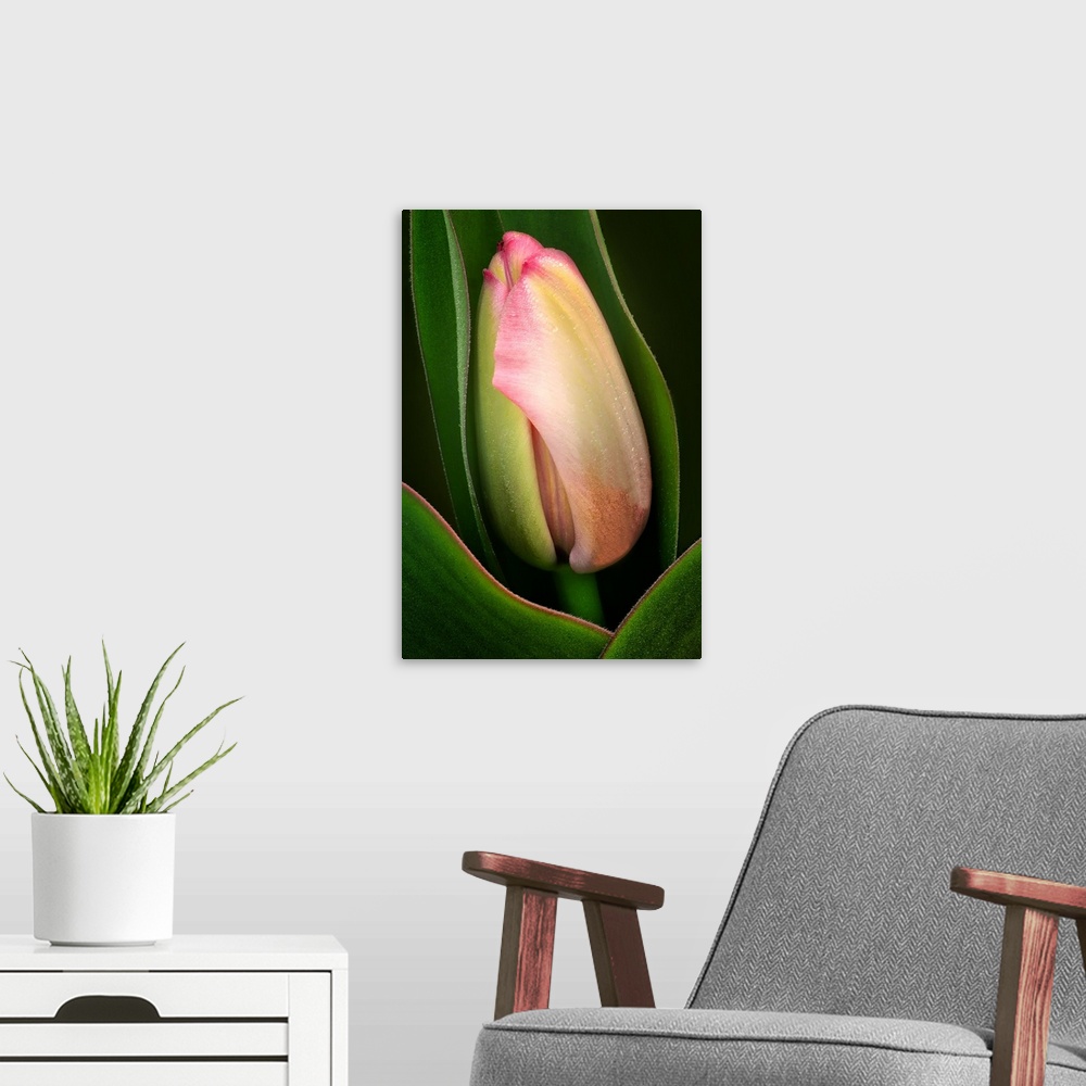A modern room featuring New Tulip