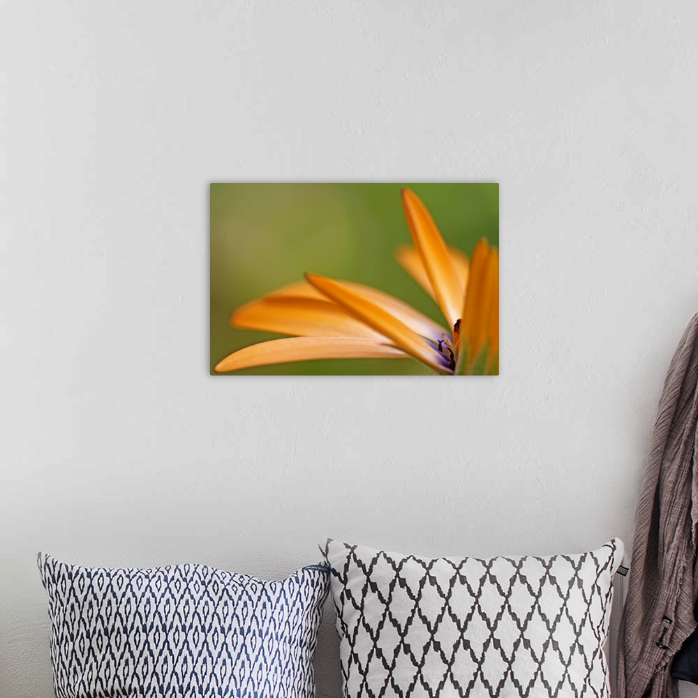 A bohemian room featuring Extreme closeup photograph of orange dahlia petals with a blended background.