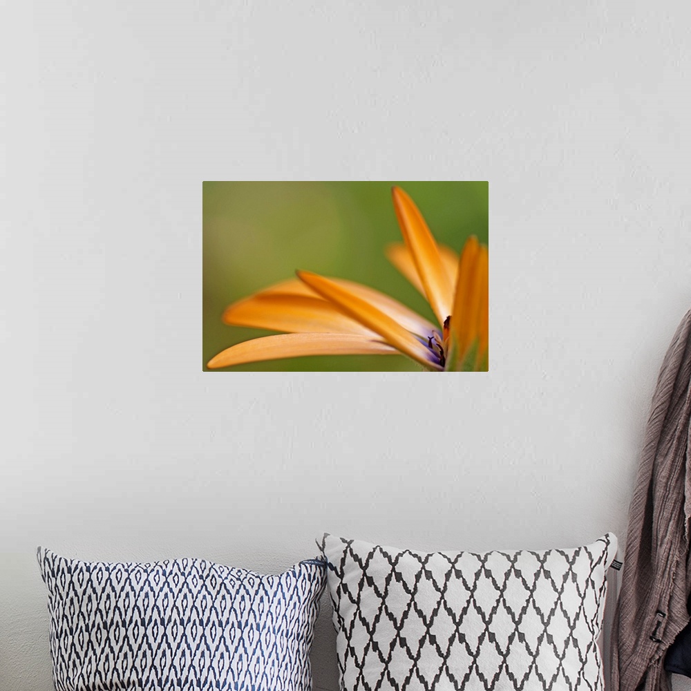 A bohemian room featuring Extreme closeup photograph of orange dahlia petals with a blended background.