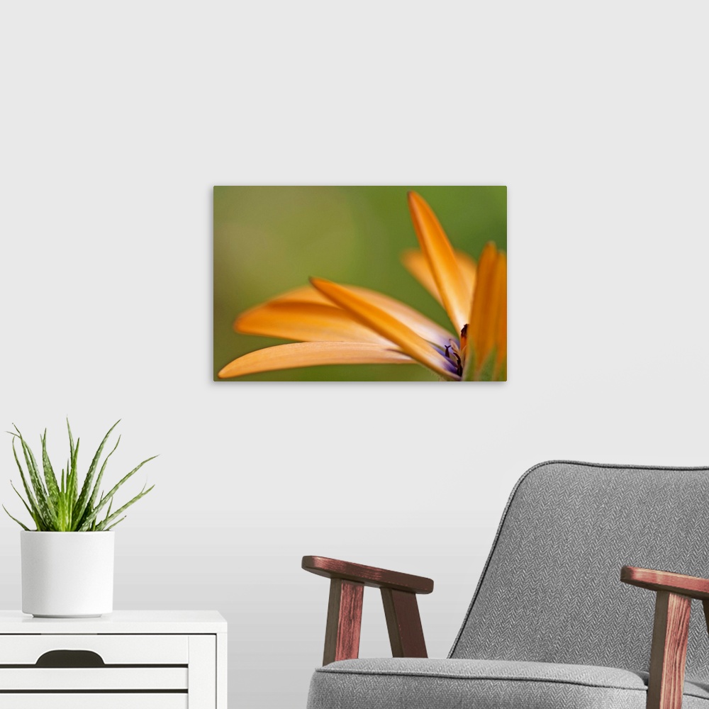 A modern room featuring Extreme closeup photograph of orange dahlia petals with a blended background.