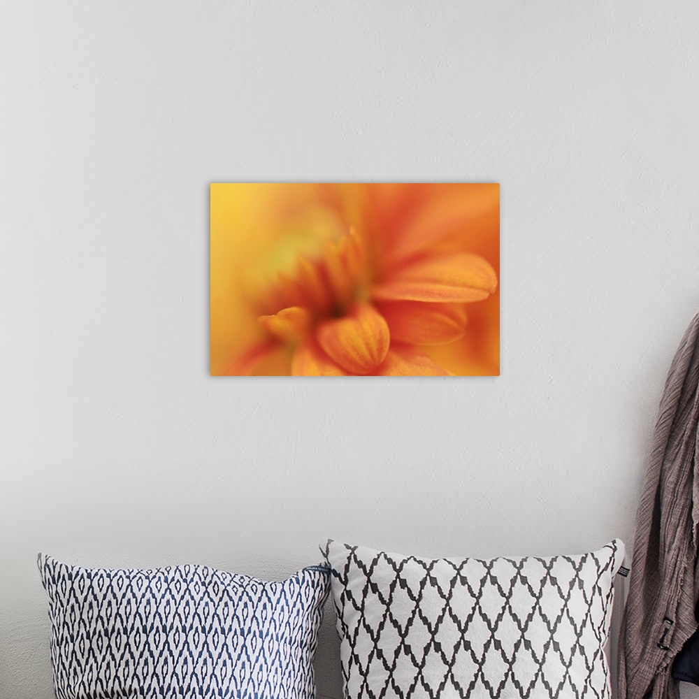 A bohemian room featuring Macro close up photo of an orange daisy  with a few petals in focus and the rest of the flower in...