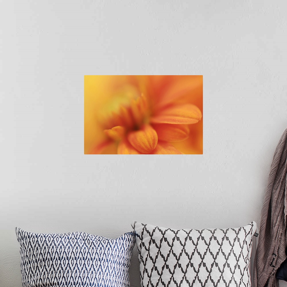 A bohemian room featuring Macro close up photo of an orange daisy  with a few petals in focus and the rest of the flower in...