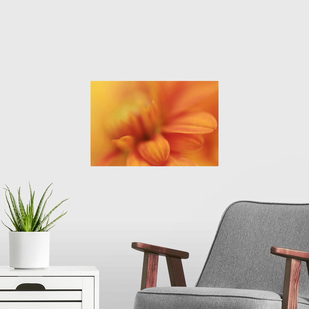 A modern room featuring Macro close up photo of an orange daisy  with a few petals in focus and the rest of the flower in...