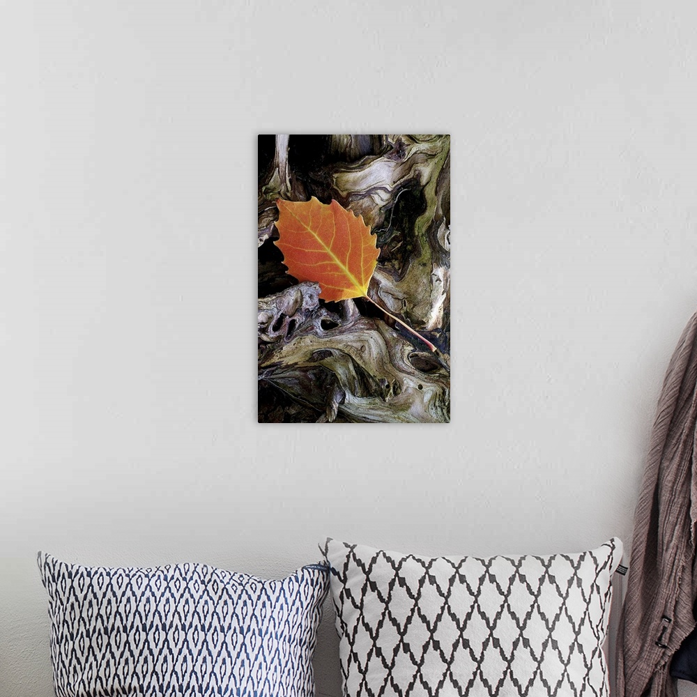 A bohemian room featuring This single tree leaf is photographed as it lays on a piece of driftwood.