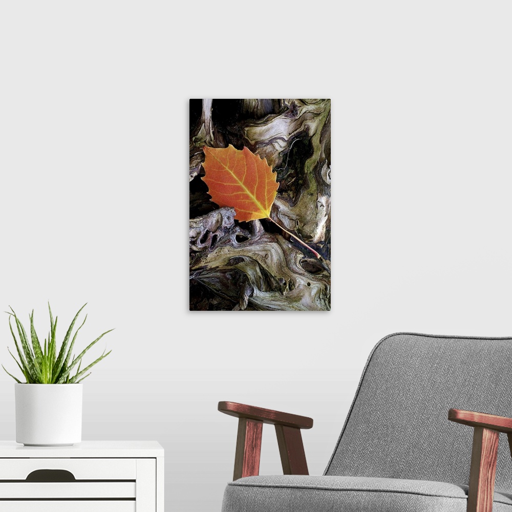 A modern room featuring This single tree leaf is photographed as it lays on a piece of driftwood.