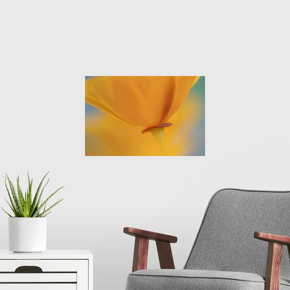 A modern room featuring Fine Art photography of a close up of the base of an orange poppy flower.