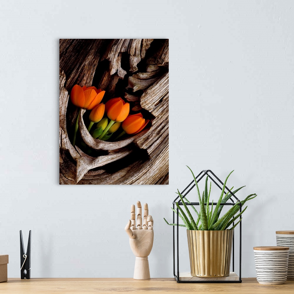 A bohemian room featuring Large photograph focuses on a arrangement of vibrantly colored flowers resting in an open pocket ...