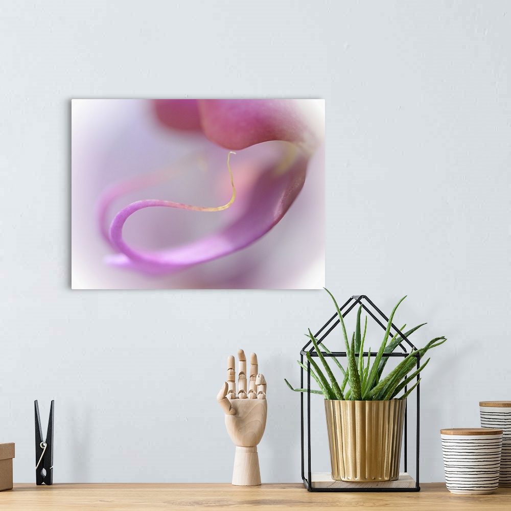 A bohemian room featuring Abstract photo of the curling petals of a pink orchid flower.