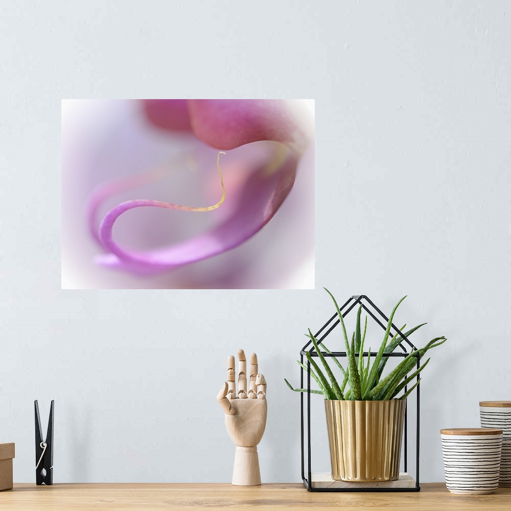 A bohemian room featuring Abstract photo of the curling petals of a pink orchid flower.