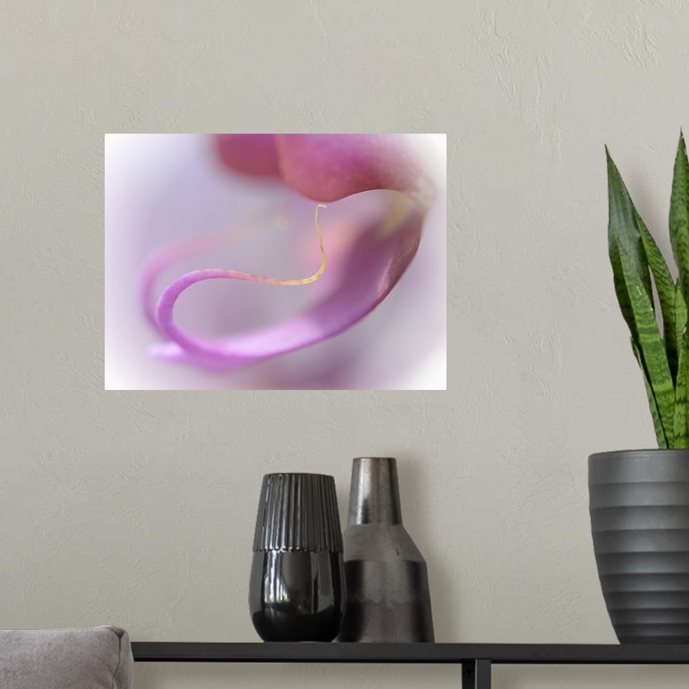 A modern room featuring Abstract photo of the curling petals of a pink orchid flower.