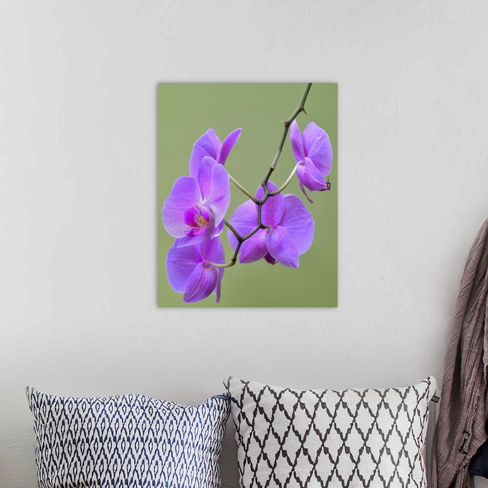 A bohemian room featuring Orchids