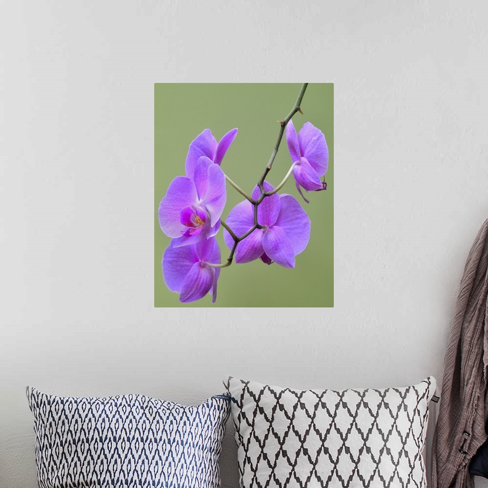 A bohemian room featuring Orchids
