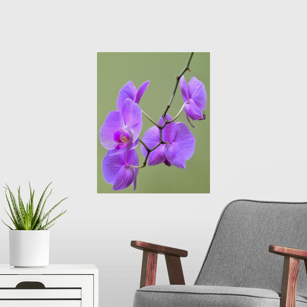 A modern room featuring Orchids