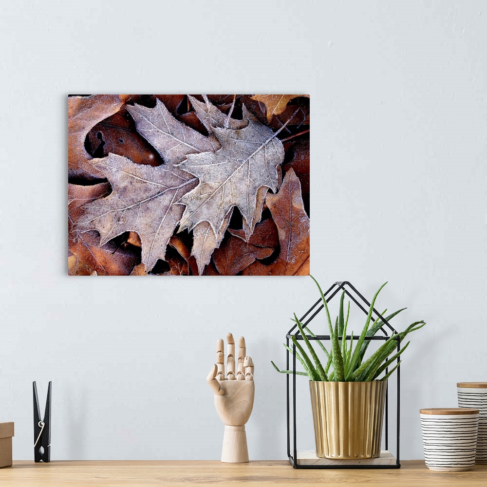 A bohemian room featuring This nature close up photograph shows a small cluster of fallen leaves that been lightly coated w...