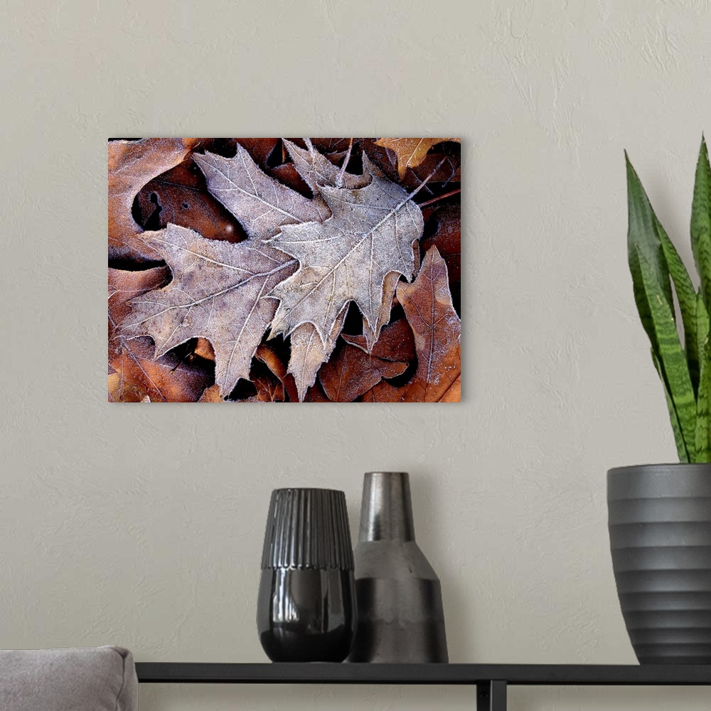 A modern room featuring This nature close up photograph shows a small cluster of fallen leaves that been lightly coated w...