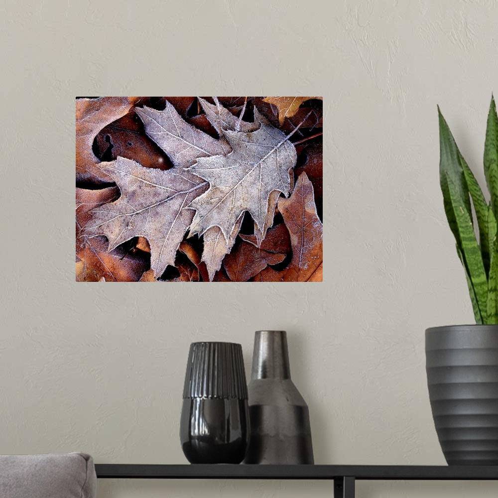 A modern room featuring This nature close up photograph shows a small cluster of fallen leaves that been lightly coated w...