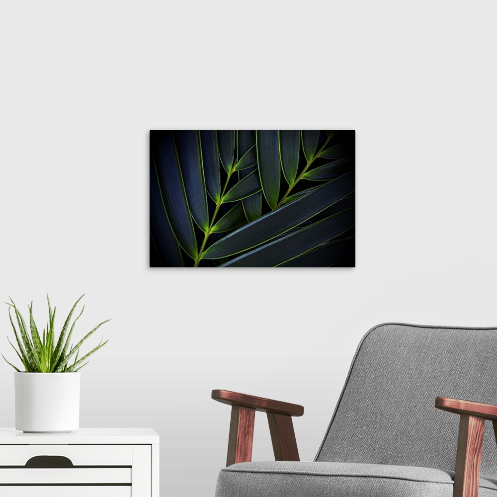 A modern room featuring A detailed photograph of a palm branch.