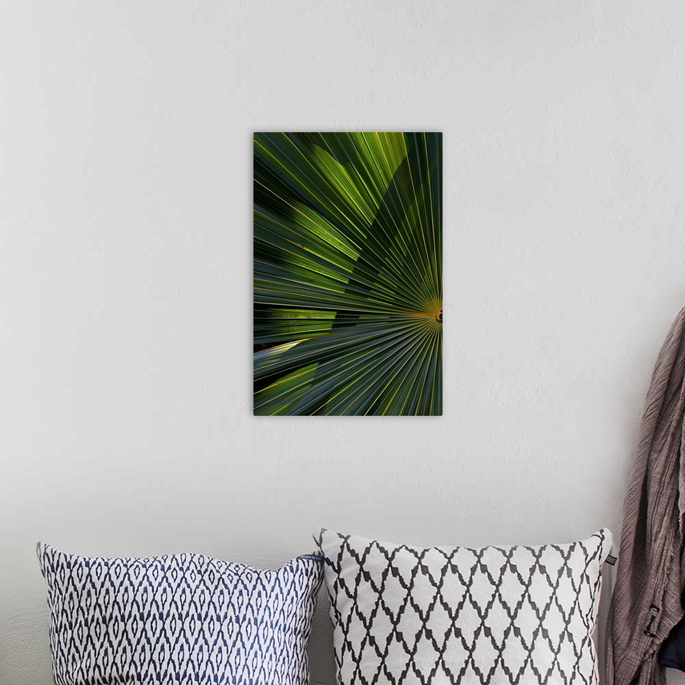 A bohemian room featuring A detailed photograph of a palm branch that is back lit causing highlights on the leaves.