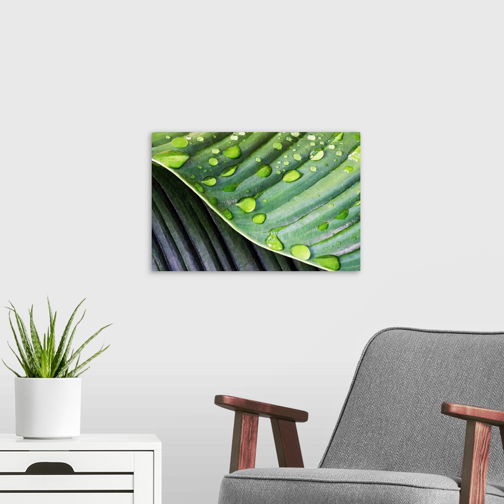A modern room featuring Palm Leaf after Rain