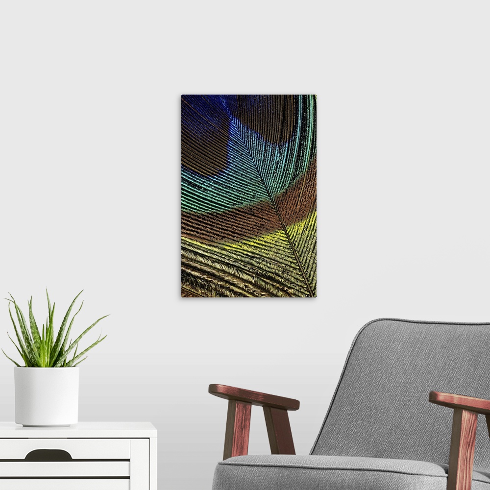 A modern room featuring Large, portrait close up photograph of the colorful tip of a peacock feather.