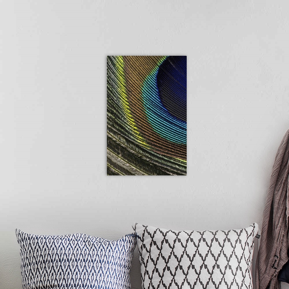 A bohemian room featuring Oversized, close up photograph of the colorful detail in a small part of a peacock feather.