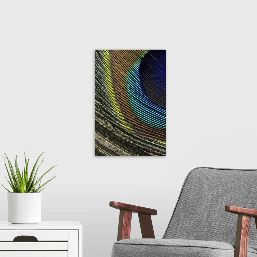 A modern room featuring Oversized, close up photograph of the colorful detail in a small part of a peacock feather.