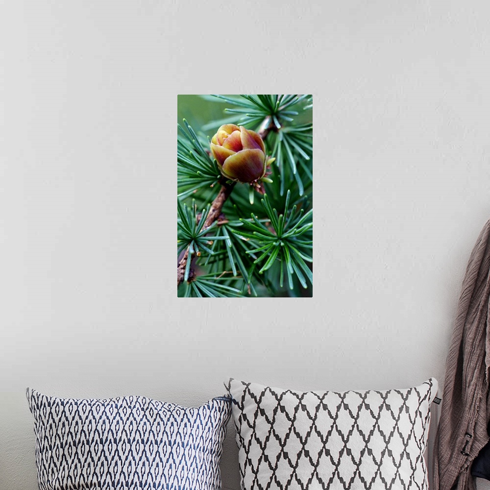 A bohemian room featuring Photograph taken closely of a pine blossom surrounded by green pine needles.