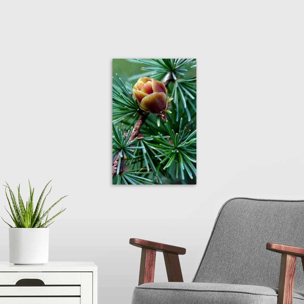 A modern room featuring Photograph taken closely of a pine blossom surrounded by green pine needles.