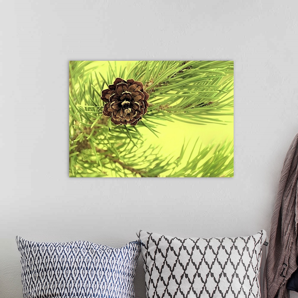 A bohemian room featuring Close-up photograph of a pine cone on a branch.