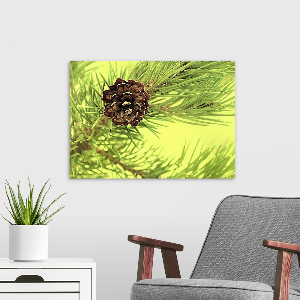 A modern room featuring Close-up photograph of a pine cone on a branch.