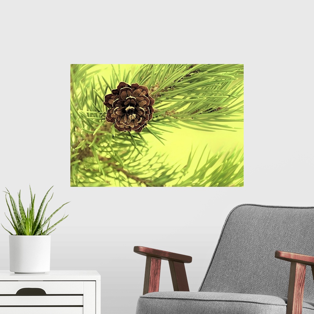A modern room featuring Close-up photograph of a pine cone on a branch.