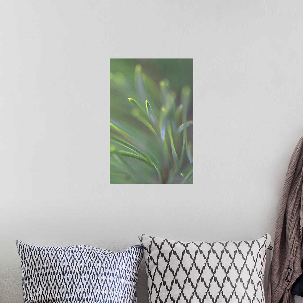 A bohemian room featuring Close-up photograph of pine needles.