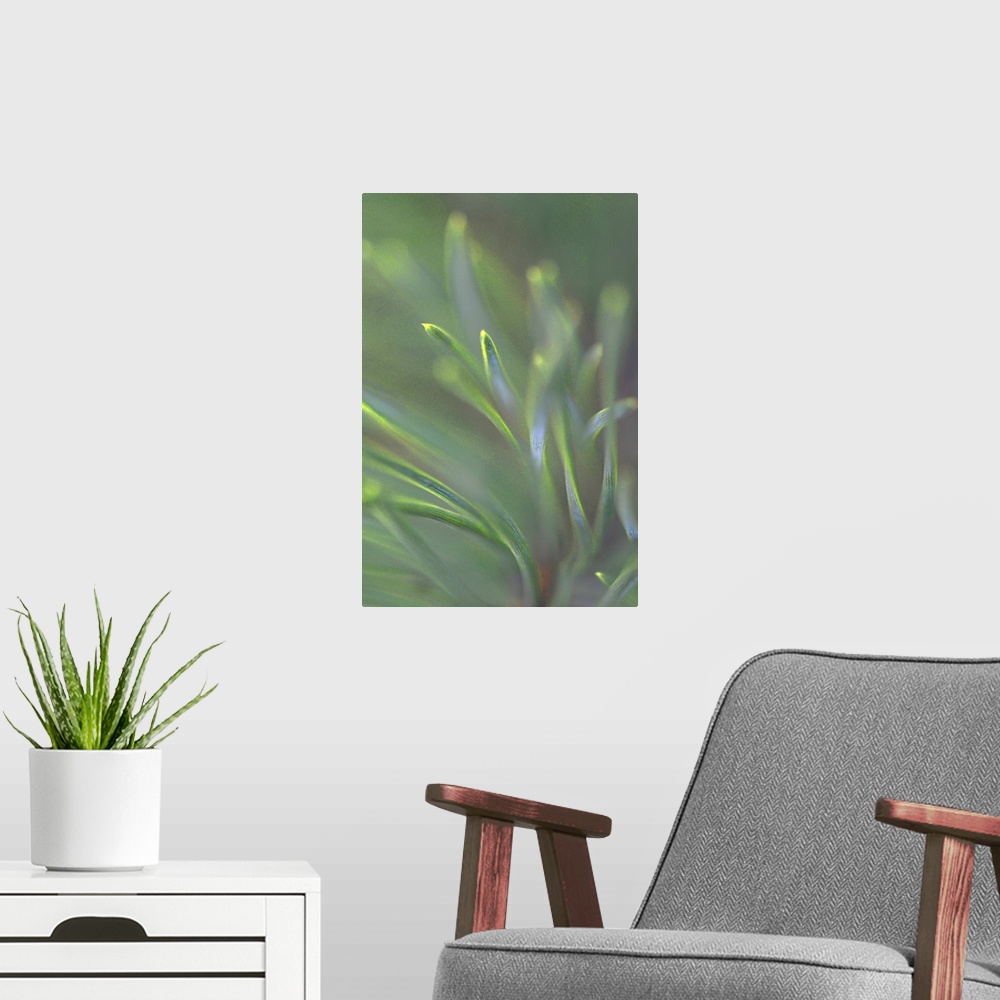 A modern room featuring Close-up photograph of pine needles.