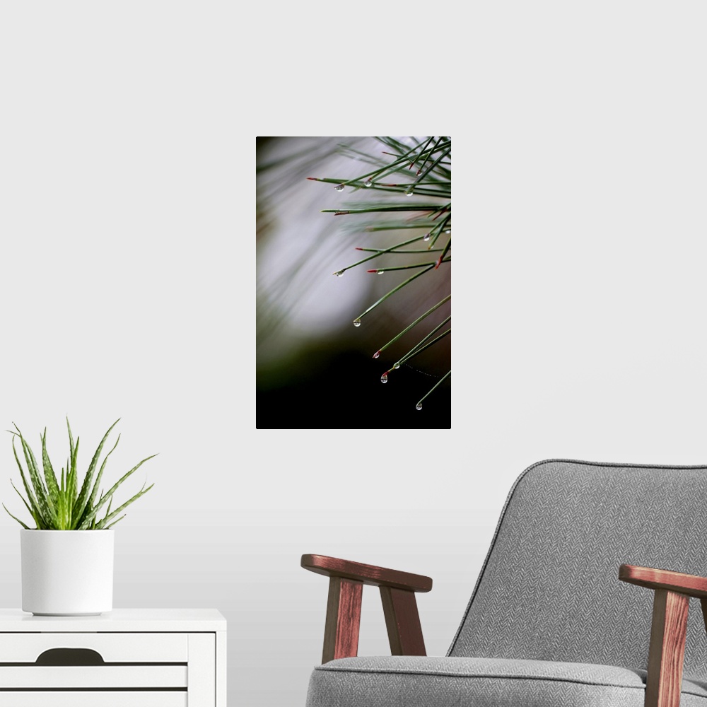 A modern room featuring Pine Needles After Rain