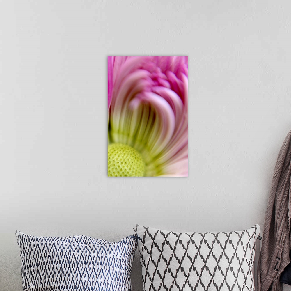 A bohemian room featuring Closely taken photograph of the center of a chrysanthemum that appears slightly blurry.